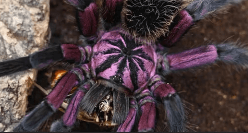 Fear Not Tarantulas. - 4