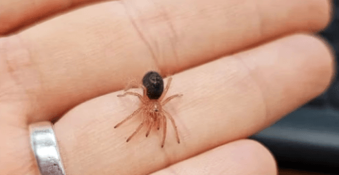 Fear Not Tarantulas. - 5