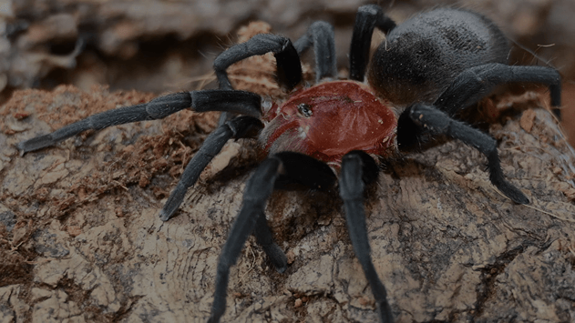 Fear Not Tarantulas.
