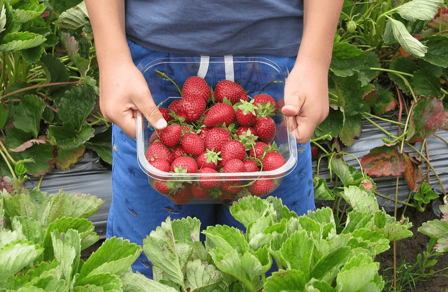 Strawberry Picking in Virginia Beach